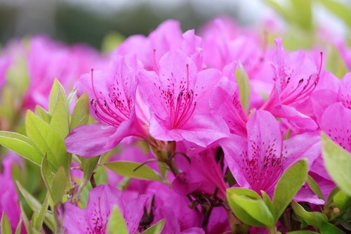 nature  plants  flowers