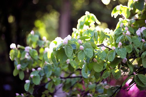 nature  quince flower  dew