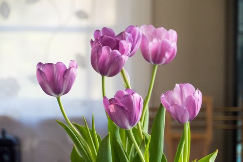 nature  flora  tulip