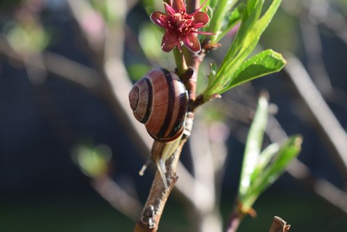 nature  leaf  plant