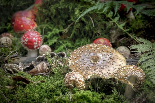 nature  mushroom  panther mushroom