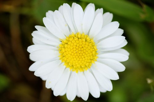 nature  plant  flower