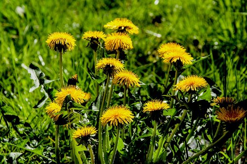 nature  plant  summer