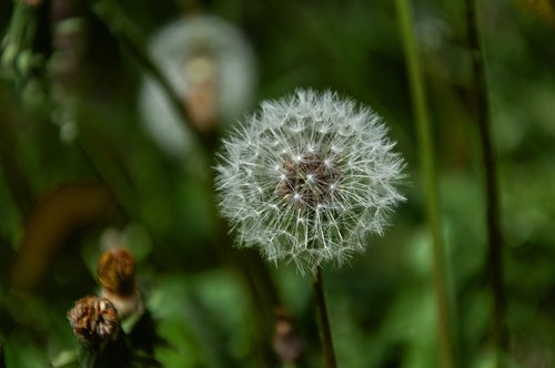 nature  plant  flower