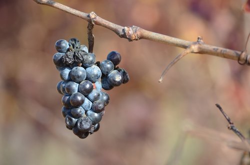 nature  fruit  outdoors