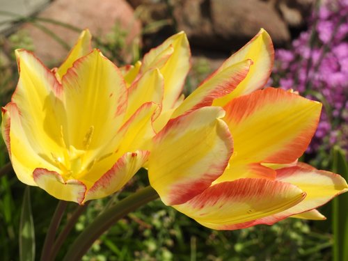 nature  flower  plant