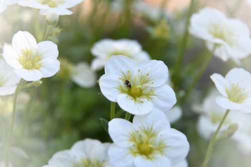 nature  plant  summer