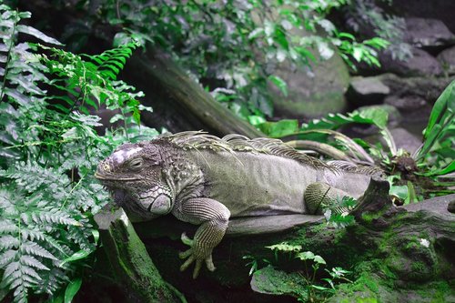 nature  reptile  living nature