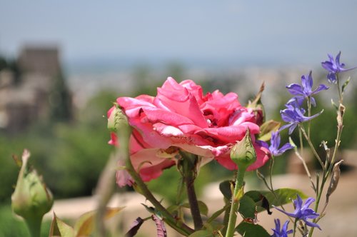 nature  flower  plant