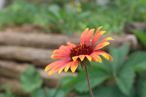 nature  plant  flower