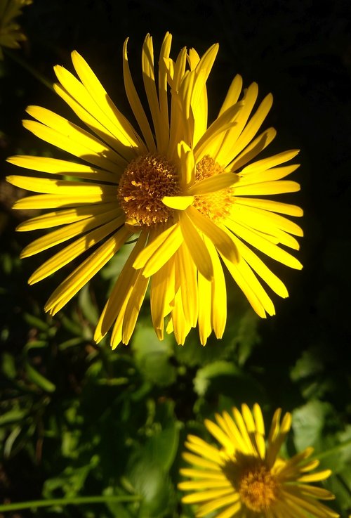 nature  flower  plant