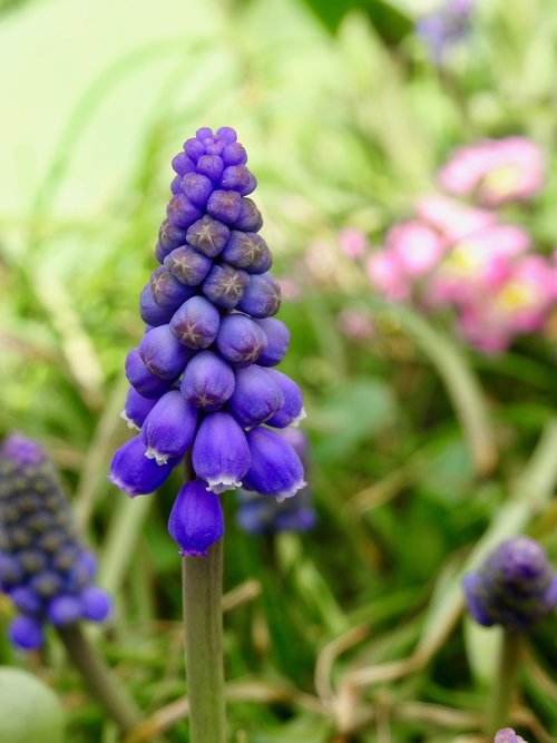 nature  plant  flower