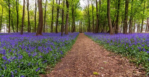 nature  flower  landscape