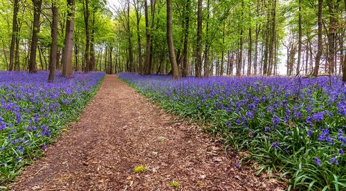 nature  flower  landscape