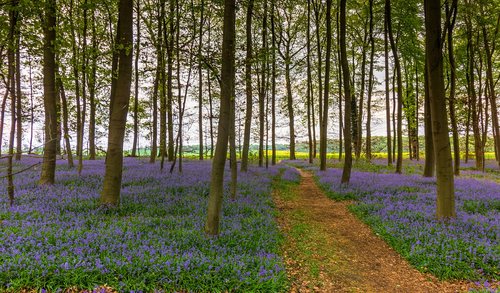 nature  flower  landscape