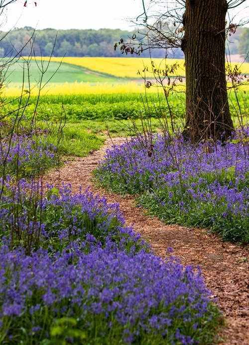 nature  flower  landscape