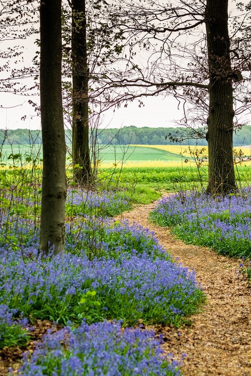 nature  flower  landscape