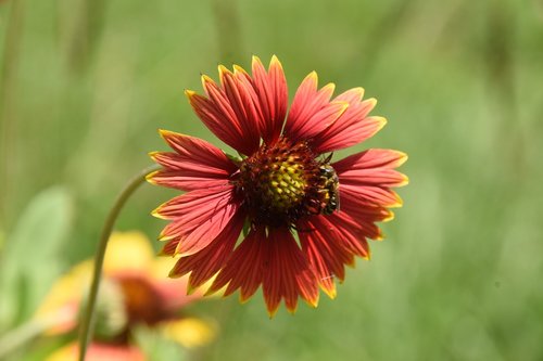 nature  flower  flora