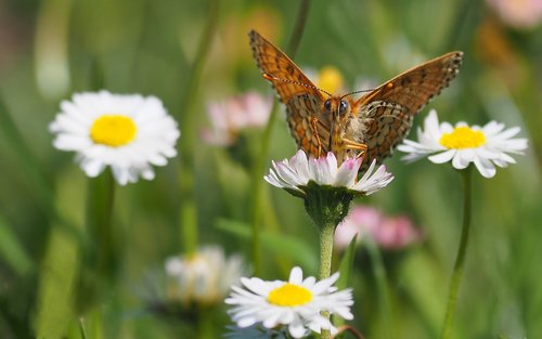 nature  insects  butterfly