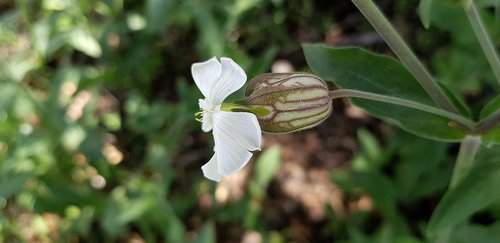 nature  plant  flower