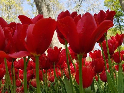 nature  tulip  flower