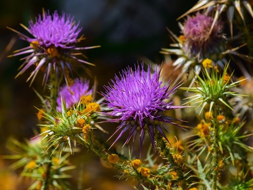 nature  flower  flora