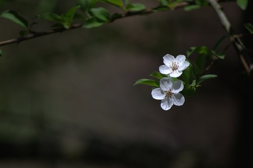 nature  spring  slovakia