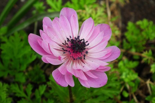 nature  plant  flower