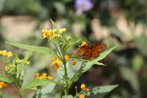 nature  flower  insect