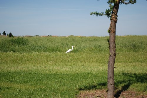 nature  landscape  grass