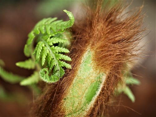 nature  flora  closeup