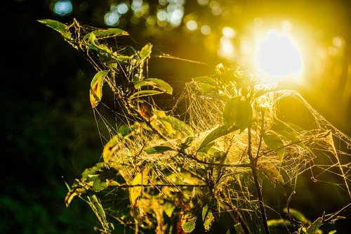 nature  sun  leaf