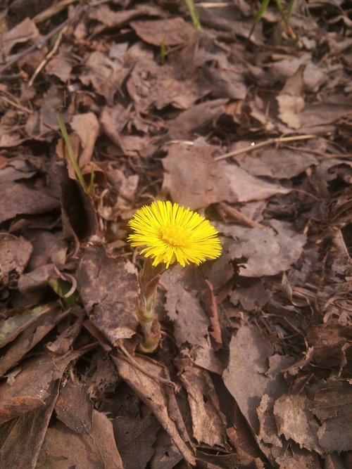 nature  plant  wood