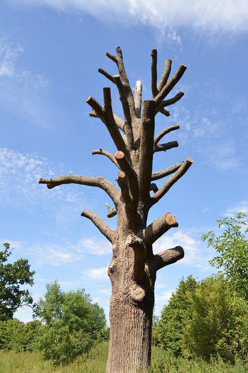 nature  outdoors  tree