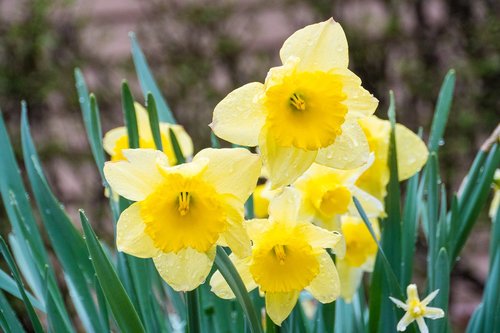 nature  daffodil  flora