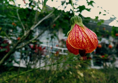 nature  flower  leaf