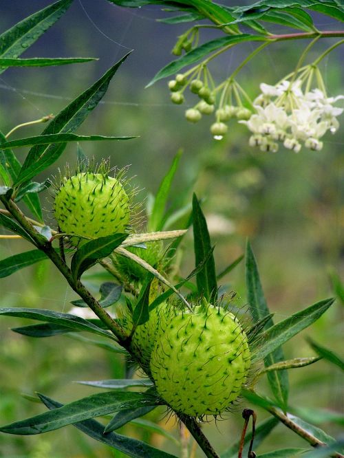 nature bud fauna