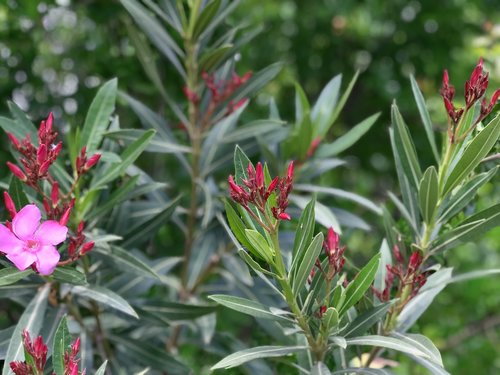 nature  flower  plant