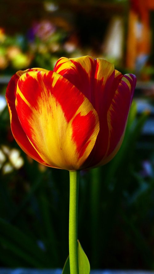 nature  flower  tulip