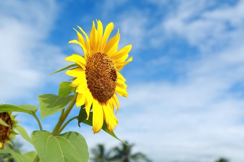 nature  summer  flora