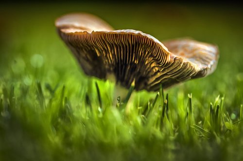 nature  mushroom  grass