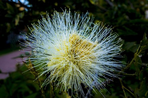 nature  plant  flower