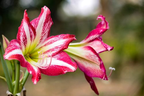 nature  flower  flora