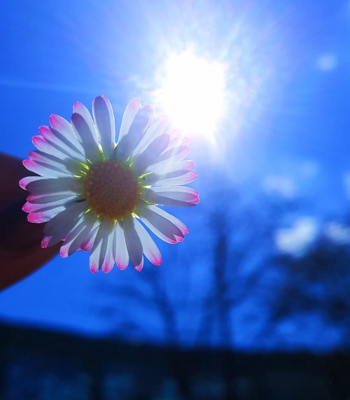 nature  flower  summer