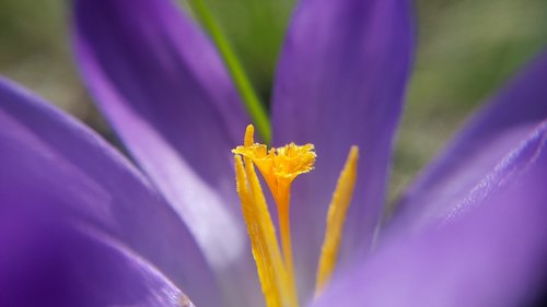 nature  flower  plant