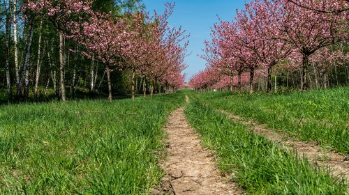 nature  season  trees