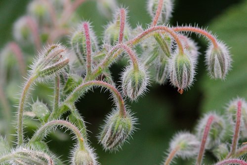 nature  close up  plant