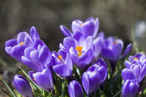 nature  flower  plant