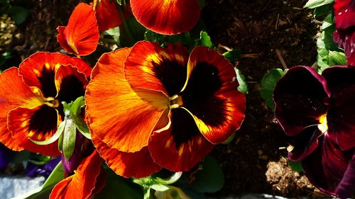 nature  flower  leaf