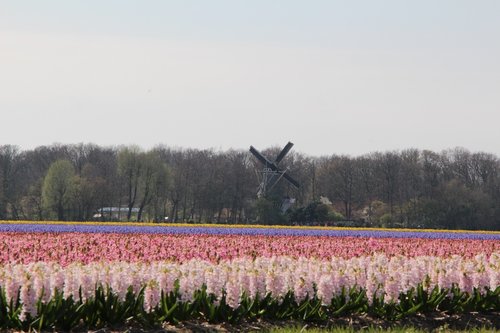 nature  landscape  flower